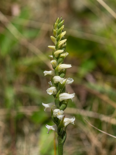 Spiranthes ochroleuca (Yellow Ladies'-tresses orchid)