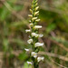 Spiranthes ochroleuca (Yellow Ladies'-tresses orchid)