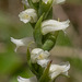 Spiranthes ochroleuca (Yellow Ladies'-tresses orchid)