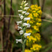 Spiranthes ochroleuca (Yellow Ladies'-tresses orchid)