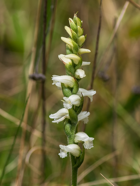 Spiranthes ochroleuca (Yellow Ladies'-tresses orchid)