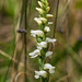 Spiranthes ochroleuca (Yellow Ladies'-tresses orchid)