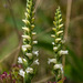 Spiranthes ochroleuca (Yellow Ladies'-tresses orchid)