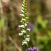 Spiranthes ochroleuca (Yellow Ladies'-tresses orchid)