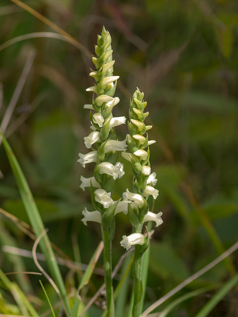 Spiranthes ochroleuca (Yellow Ladies'-tresses orchid)