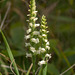 Spiranthes ochroleuca (Yellow Ladies'-tresses orchid)