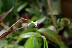 Epidendrum antonense