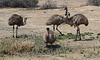 mob of emus at the soak