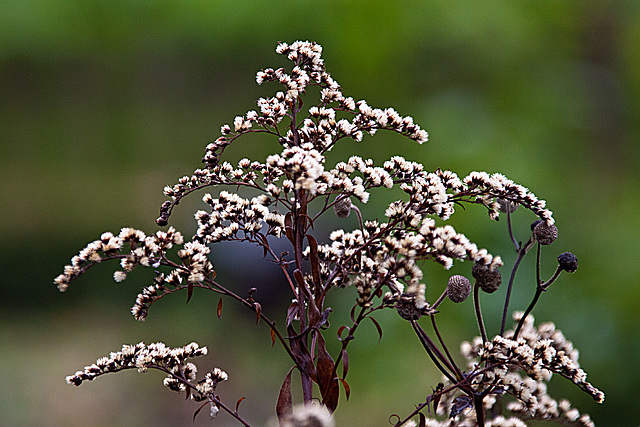 20131127 3106RAw Herbst