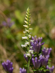 Spiranthes ochroleuca (Yellow Ladies'-tresses orchid)