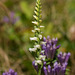 Spiranthes ochroleuca (Yellow Ladies'-tresses orchid)