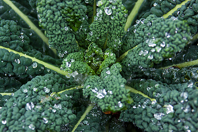 20131127 3104RAw Eistropfen, Kohl