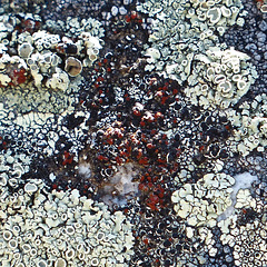 Lichens at Red Rock Coulee