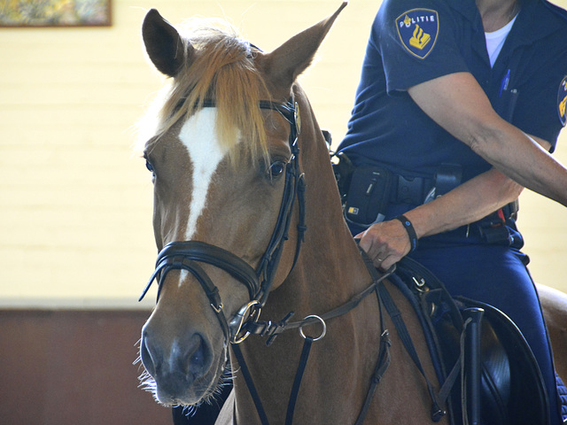 Mounted police demonstration