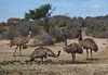 mob of emus at the soak