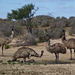 mob of emus at the soak