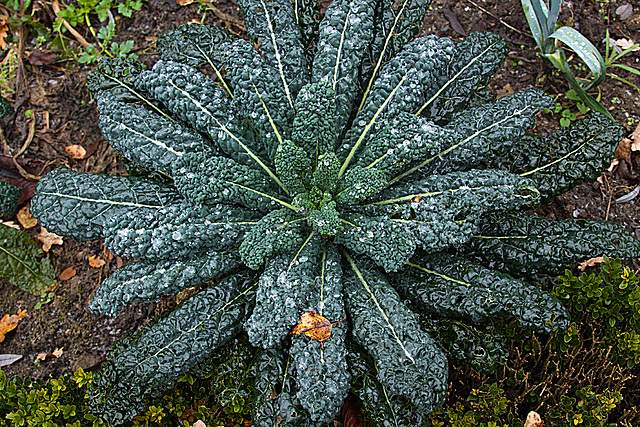 20131127 3103RAw Eistropfen, Kohl