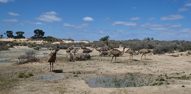 mob of emus at the soak