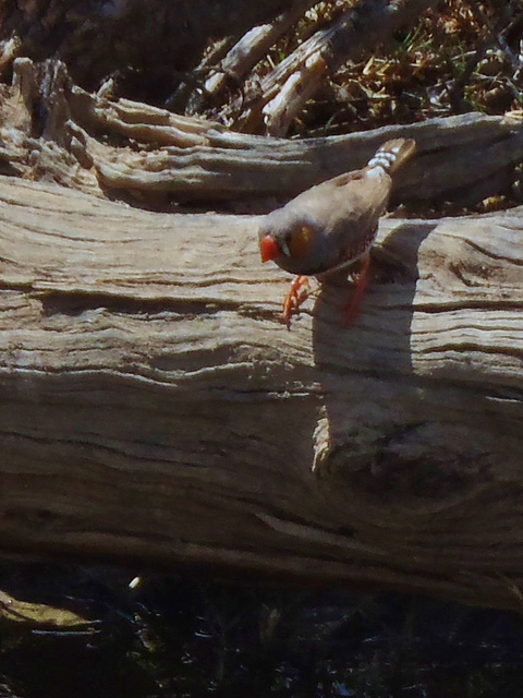 zebra finch