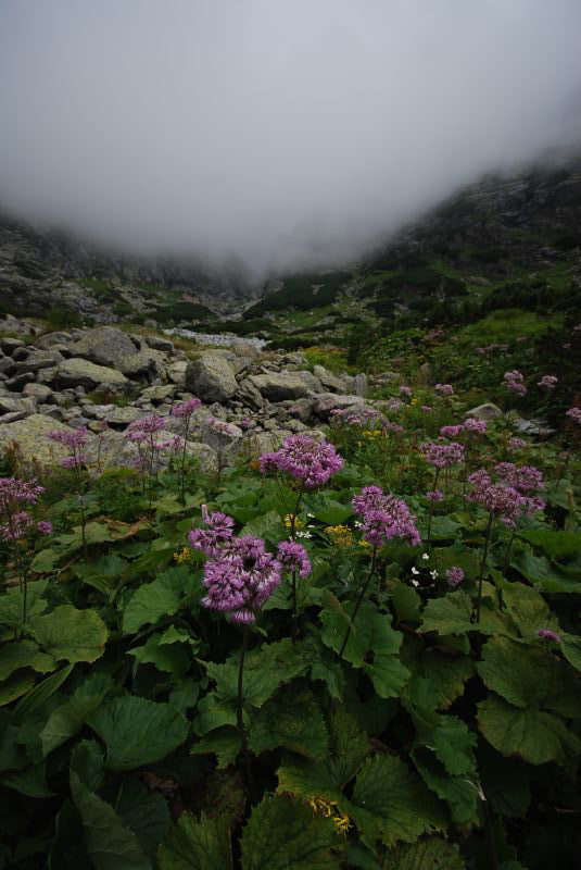 Flowers and Fog