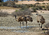 emus blown about in the wind