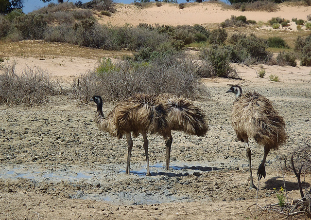 emus blown about in the wind