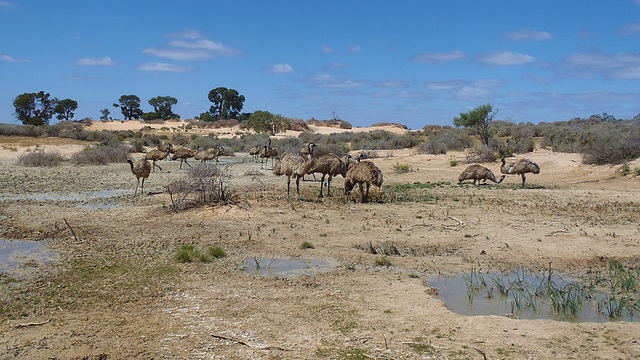 mob of emus at the soak