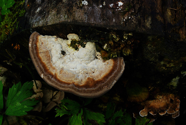 Fungi top view