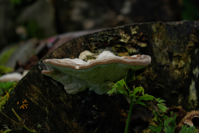 Fungi side view