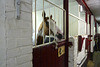 Mounted police demonstration