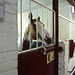 Mounted police demonstration