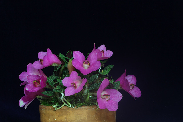 Dendrobium cuthbertsonii