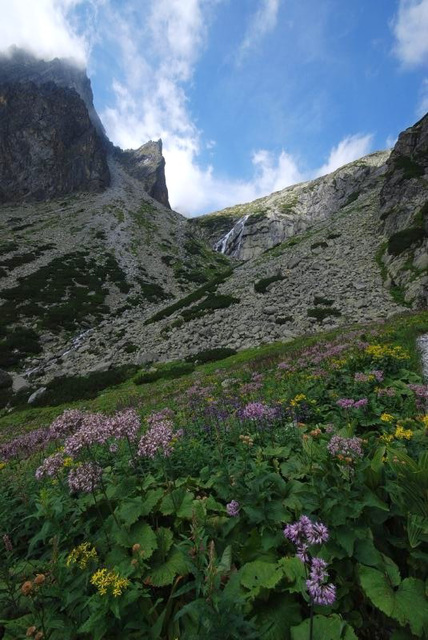 Flowers and Rocks