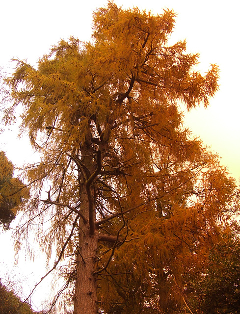 Pine tree - yellow needles