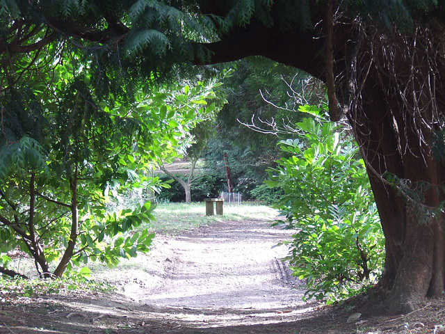 Tree Arch