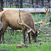 Bull Elk