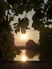 Kastanienbaum