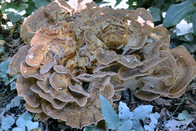 Autumn, city garden. Neuss 2013