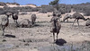 mob of emus at the soak