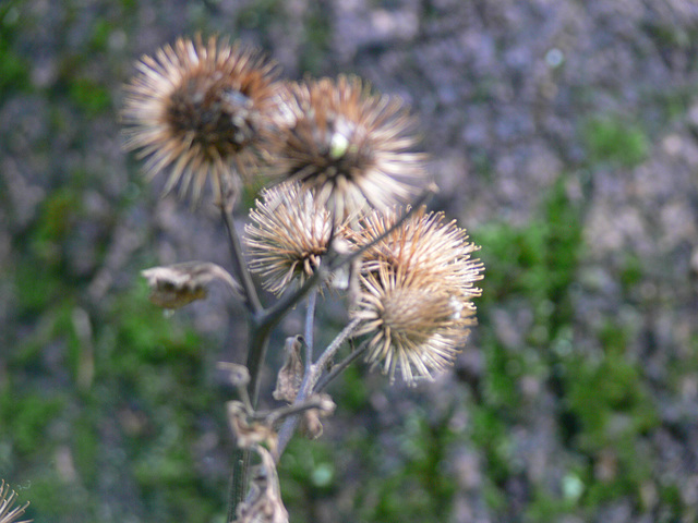 stachelig