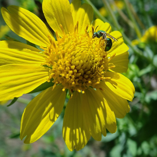 Halictid Bee (Agapostemon texanus female) on Sunflower