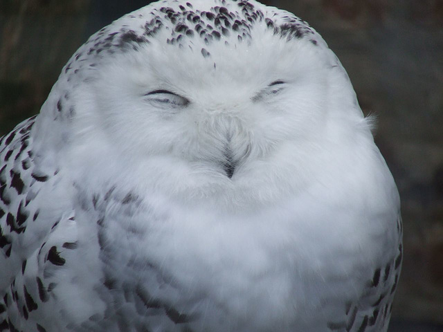 Snowy Owl