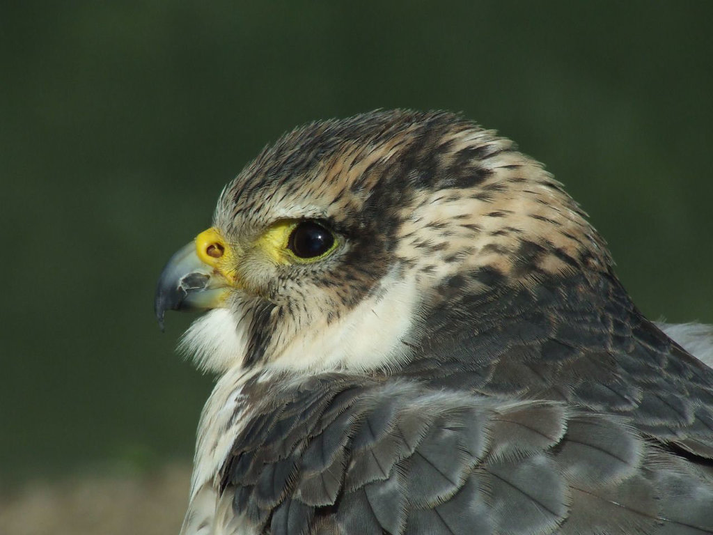 Perigrine Falcon