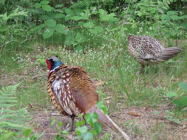 A pair of pleasant Pheasants