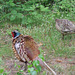 A pair of pleasant Pheasants