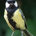 Great Tit