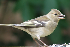 Chaffinch with Seed