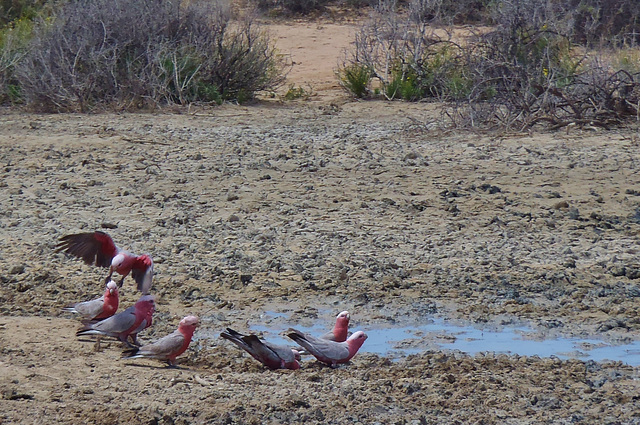 galahs at the soak