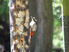 Spotted Woodpecker