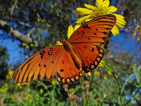 The last butterflies of Summer Gulf Fritillarys on Sunflowers